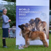BOB & IULH Winner: Family Gold Leon Ezhinka