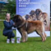 BOS & IULH Winner Gelios Leo vom Zarendorf.