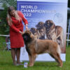 IULH Young Promise; Amber Vitkennel Grace Nevaeh