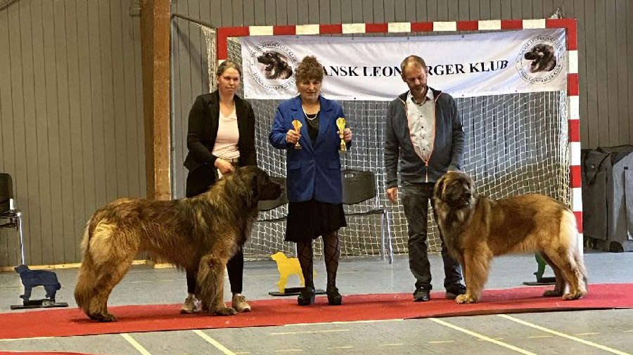 BOB & BOS Danish Leonberger Club Show in Arslev.