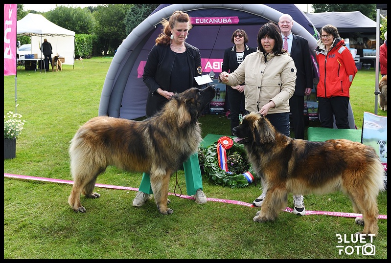 BOS & BOB Dutch Leonberger Club Show 2024
