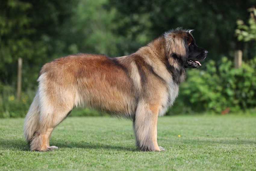 BOS Leonberg 2024