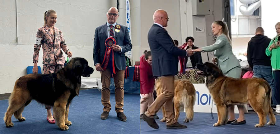 European Dogshow 2024 BOB & BOS