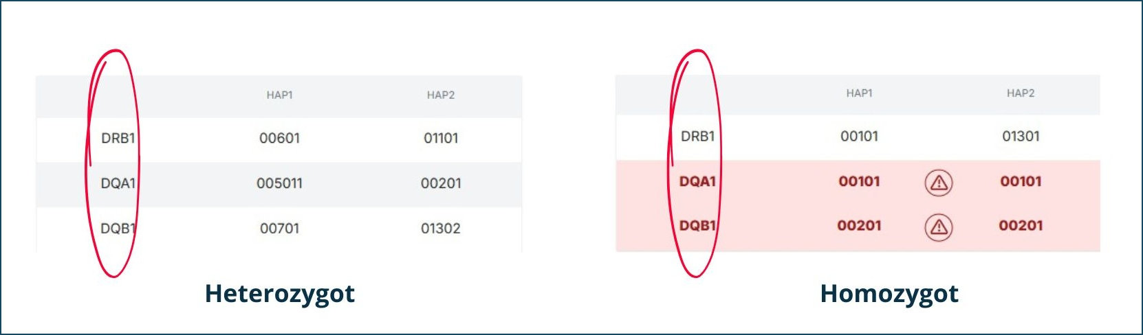 Heterozygote Homozygote