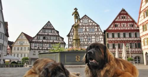 Marktplatz Leonberg