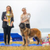 Best movement Family Gold Leon Ezhinka